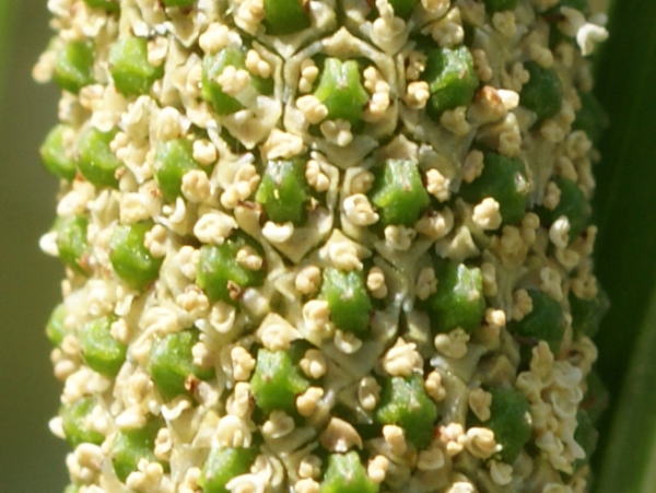 跡見群芳譜(野草譜 ショウブ)